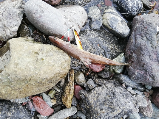 ショアジギング！