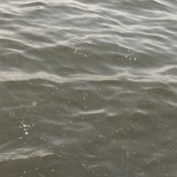 チニング 楽し過ぎる 釣れまくり