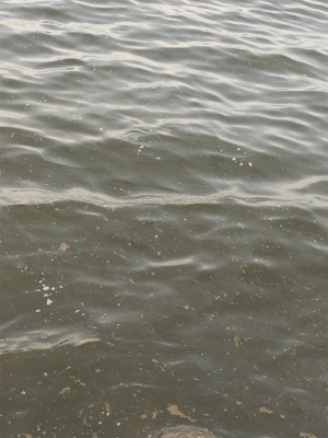 チニング 楽し過ぎる 釣れまくり