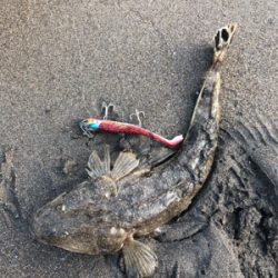 朝まずめと夕まずめのダブルヘッダー