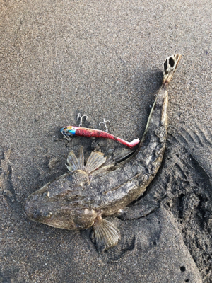 朝まずめと夕まずめのダブルヘッダー