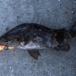 ロックフィッシュ