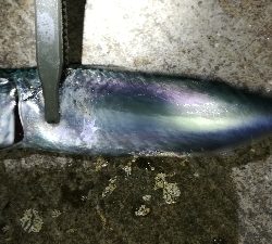 ナイトアジング