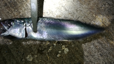 ナイトアジング