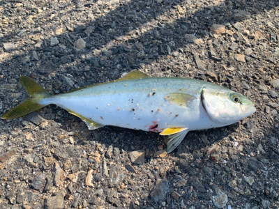 ツバスシーバスまたツバス♫