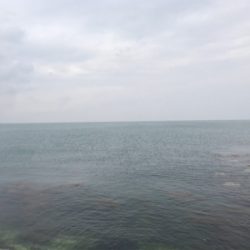 イカおらずアジ