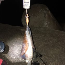 狙い撃ったアオリイカ!きんもちいぃぃ^ ^