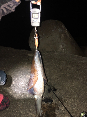 狙い撃ったアオリイカ!きんもちいぃぃ^ ^