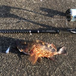 のんびり磯遊び