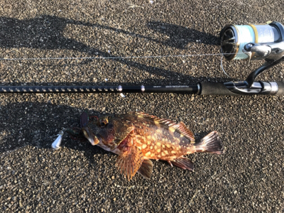 のんびり磯遊び