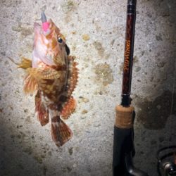 アジとメバルとガシラ