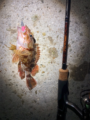 アジとメバルとガシラ