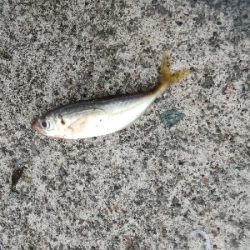 やっとアジに会えました