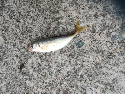 やっとアジに会えました