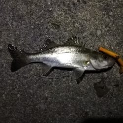 チーバスパラダイス