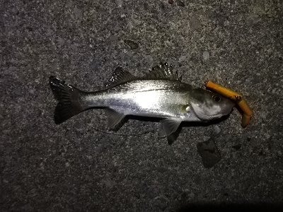 チーバスパラダイス