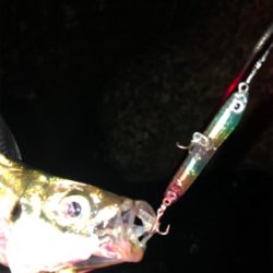 プラッキングでメバル、アジ。