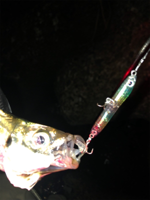 プラッキングでメバル、アジ。