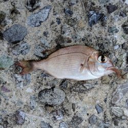 エギング諦めサーフキス