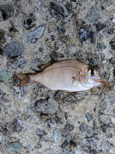 エギング諦めサーフキス