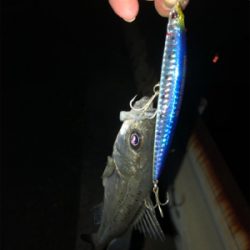 シーバス狙いでチヌ