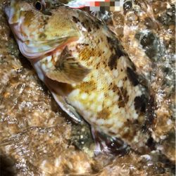 ガッシーフェス