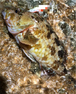 ガッシーフェス