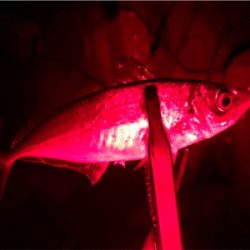 ウィンドウドリフト!