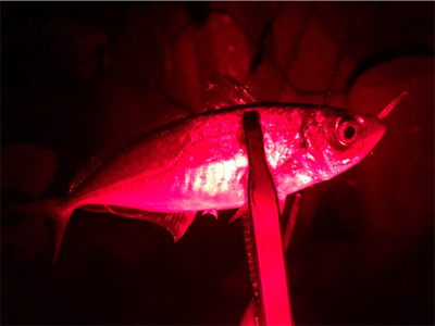 ウィンドウドリフト!