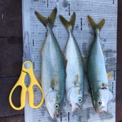 ツバス 天保山中央突堤