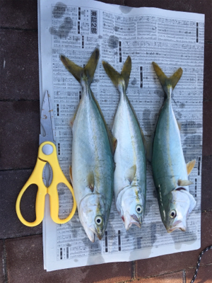 ツバス 天保山中央突堤