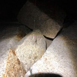 メバリングのはずが・・・