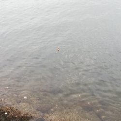 アタリ多数あり