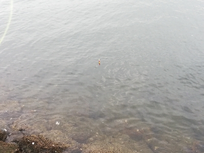 アタリ多数あり