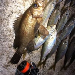 久しぶりのデカメバル！