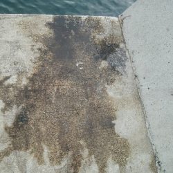 初！！春アオリ　キロアップ！！！