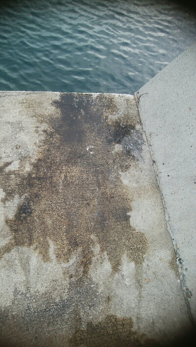 初！！春アオリ　キロアップ！！！