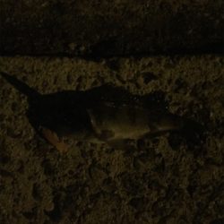 ガシラ自己新記録