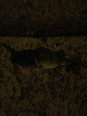 ガシラ自己新記録