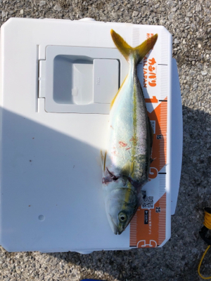 シーバスからのツバス