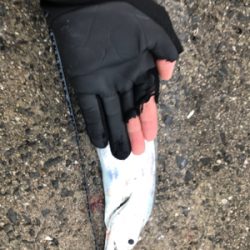 太刀魚サイズアップ!