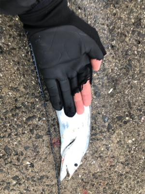 太刀魚サイズアップ！