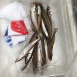 キスのチョイ投げ