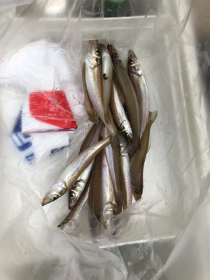 キスのチョイ投げ