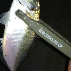 ナイトアジング