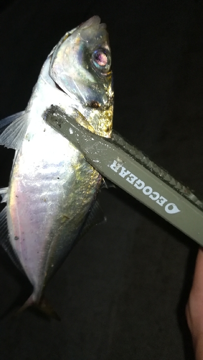 ナイトアジング