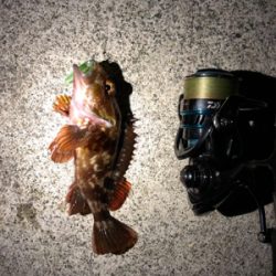 梅雨?メバリング