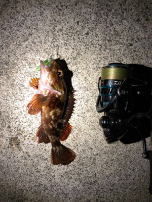 梅雨?メバリング