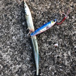 沖堤にて四目達成…小ぶりですが^_^