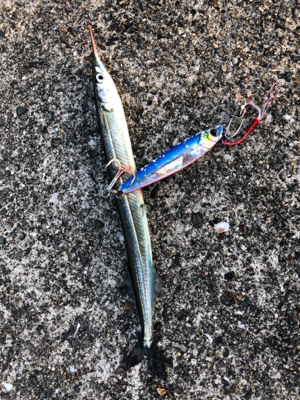 沖堤にて四目達成…小ぶりですが^_^